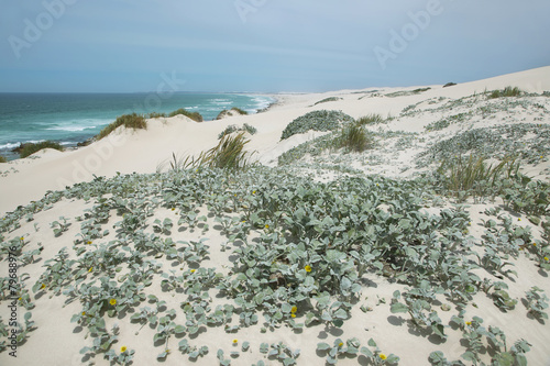 Fotografie, Obraz Desert dunes in De hoop nature reserve