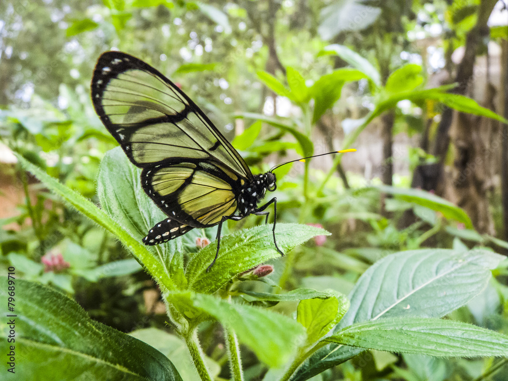 Fototapeta premium butterfly in the jungle of equador