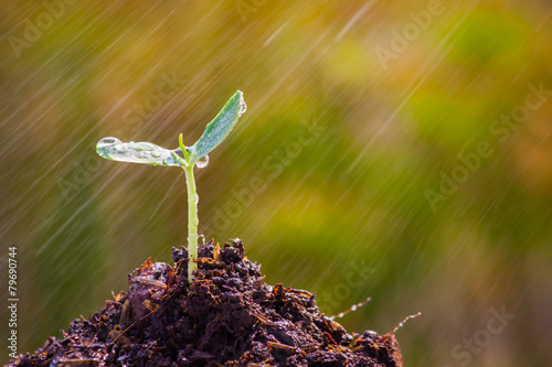 Sapling of the tree with rain in the morning.