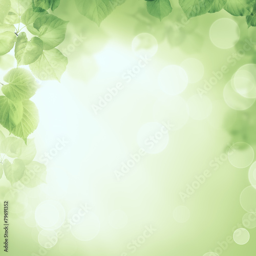 Abstract greenery foliage morning sunlight background