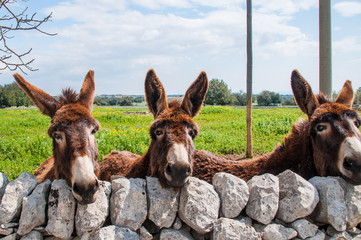 Fotobehang Ezel Ezel op rustieke boerderij  © Gioco
