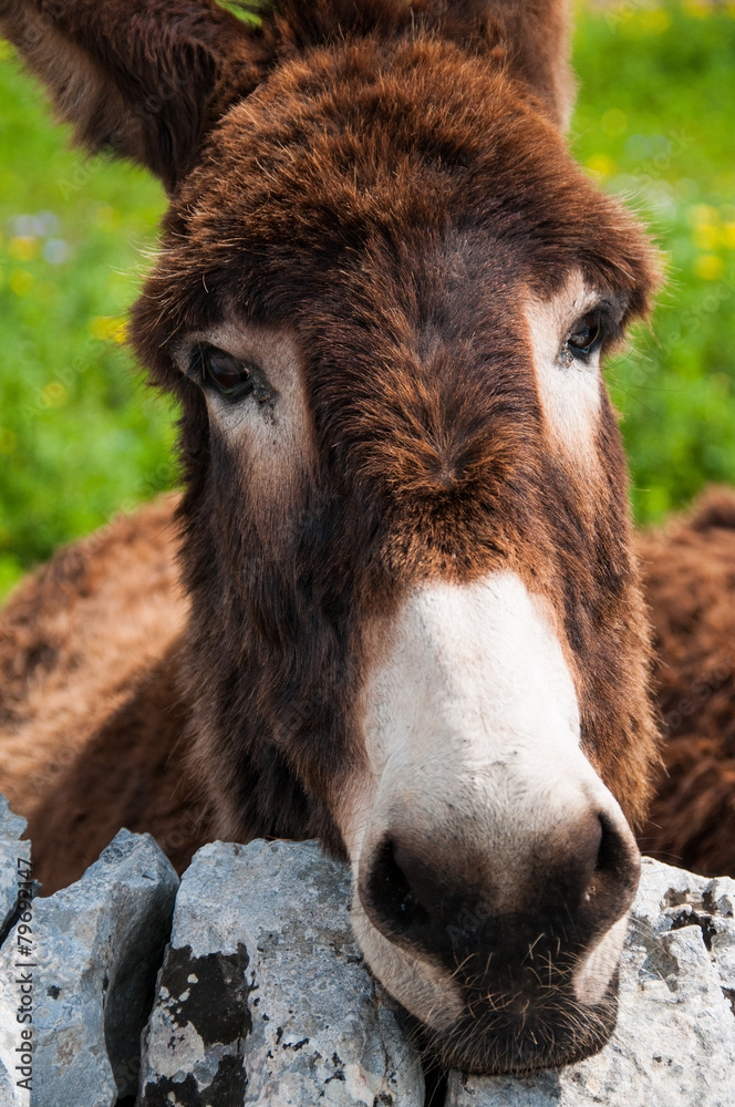 Donkey on the farm