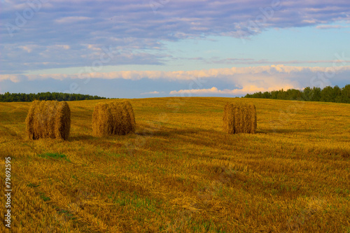 Стога на пшеничном поле