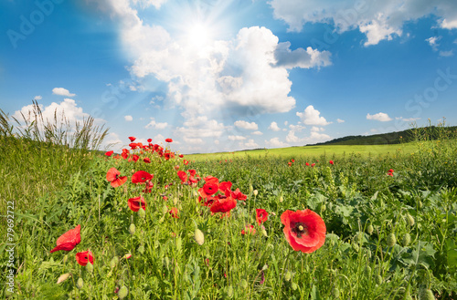 Red poppys on a field