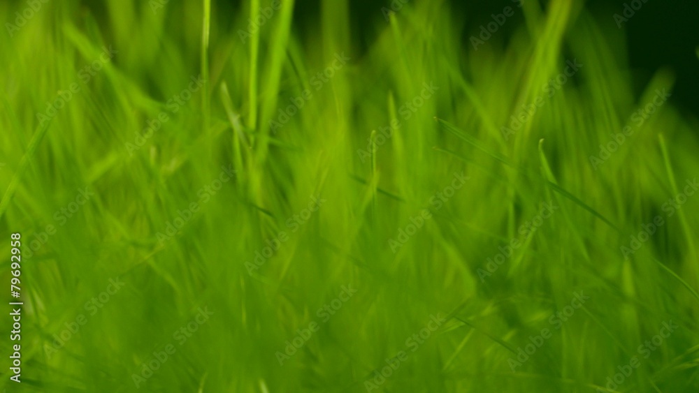 Slider shot of grass with black background
