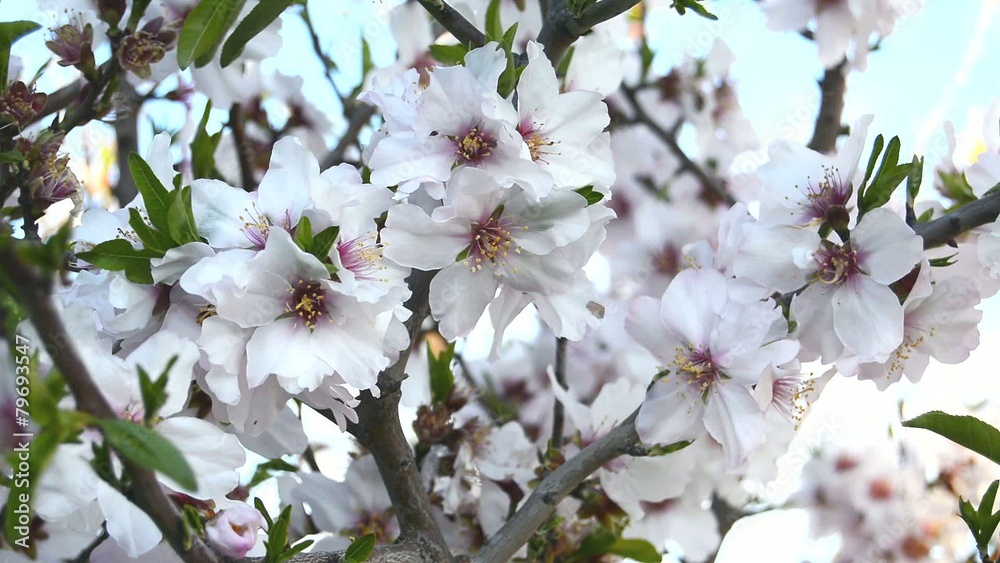 Almond bloom in spring, in a sunny day Almond bloom in spring, in a sunny day