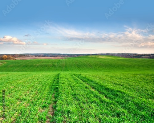 Green young field