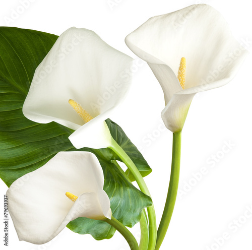 Fototapeta Naklejka Na Ścianę i Meble -  Three white flowers