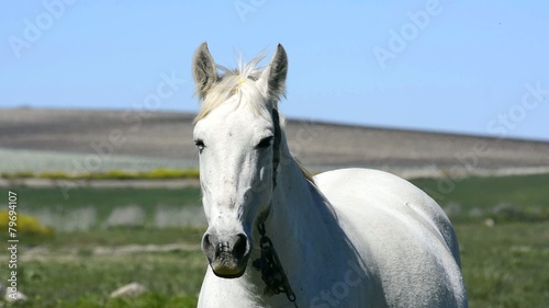 White horse in the countryside, staying relaxed
