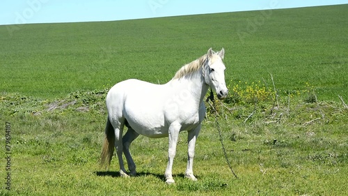 White horse in the countryside, staying relaxed