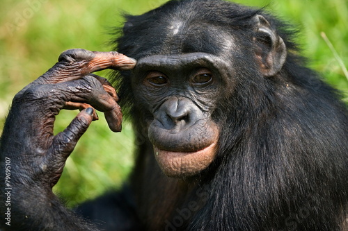 Portrait of a Bonobo. Close-up. Rare picture. photo
