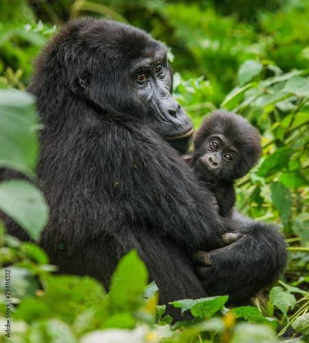 Female mountain gorilla with baby. Uganda. Bwindi Impenetrable Forest National Park.	 photo