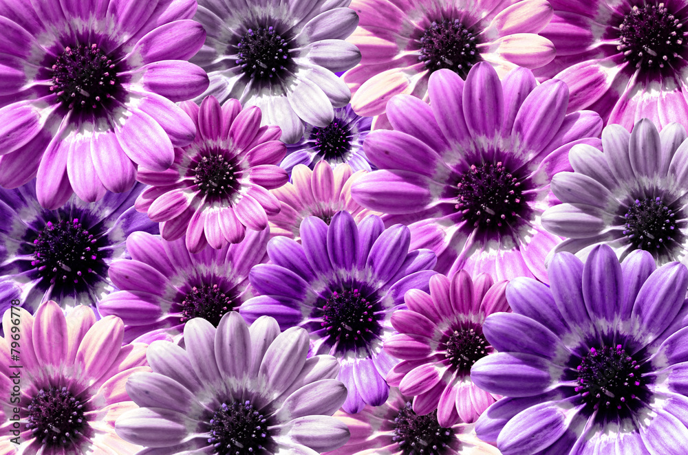 Purple background created from daisy flower bloom Purple background created from daisy flower bloom