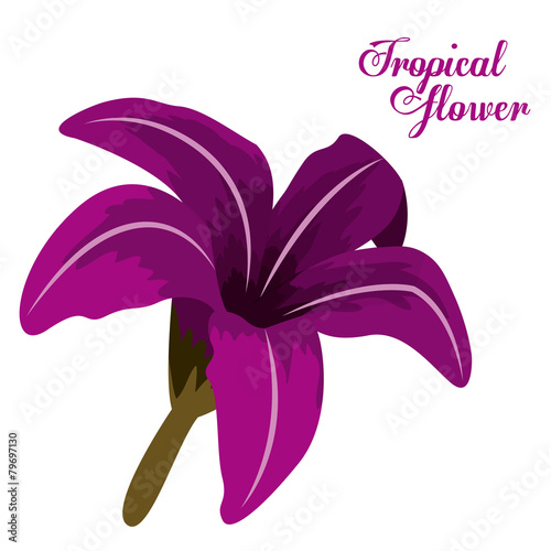 Fototapeta Naklejka Na Ścianę i Meble -  Tropical flowers design