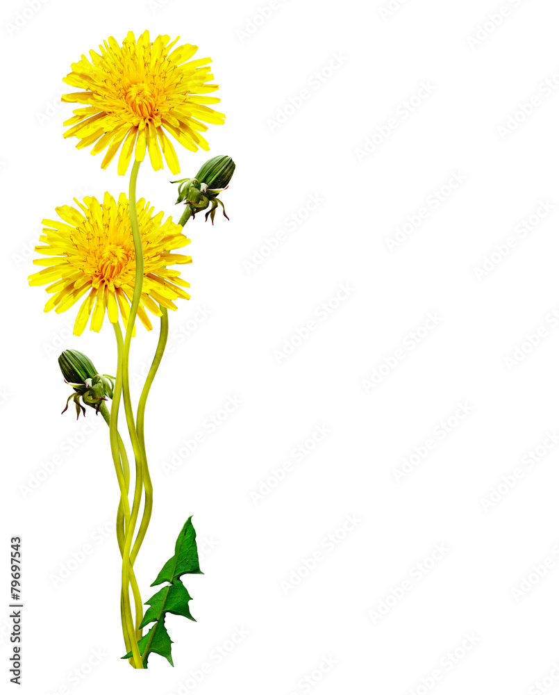 Fototapeta premium dandelion flowers isolated on white background