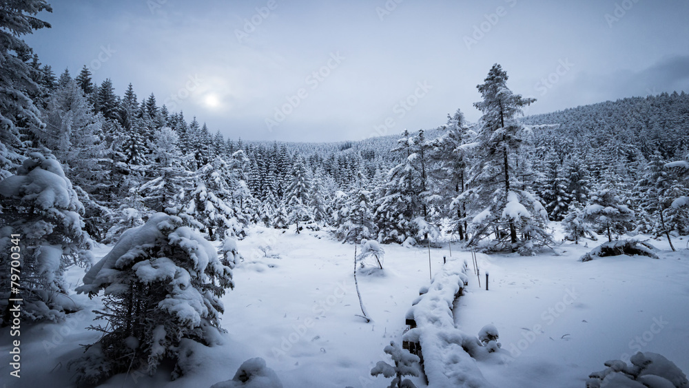 Obraz premium Wälder im Tiefschnee
