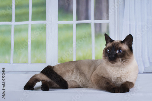 Siamese cat on a background of a window