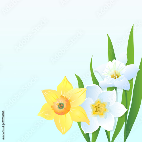 Greeting Сard with Daffodils