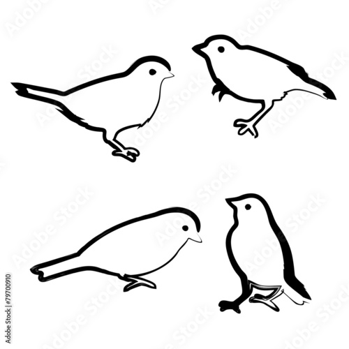 Drawing birds, vector sketch