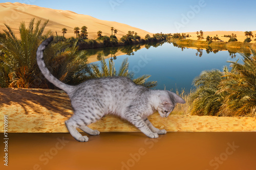 wild cat on the background of the desert and the oasis