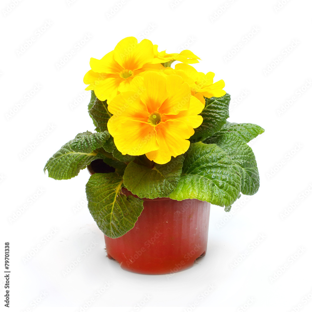 Obraz premium Yellow Primula in ceramic pot isolated on white background.