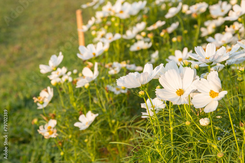 C.sulphureus Cav. or Sulfur Cosmos, flower in gargen