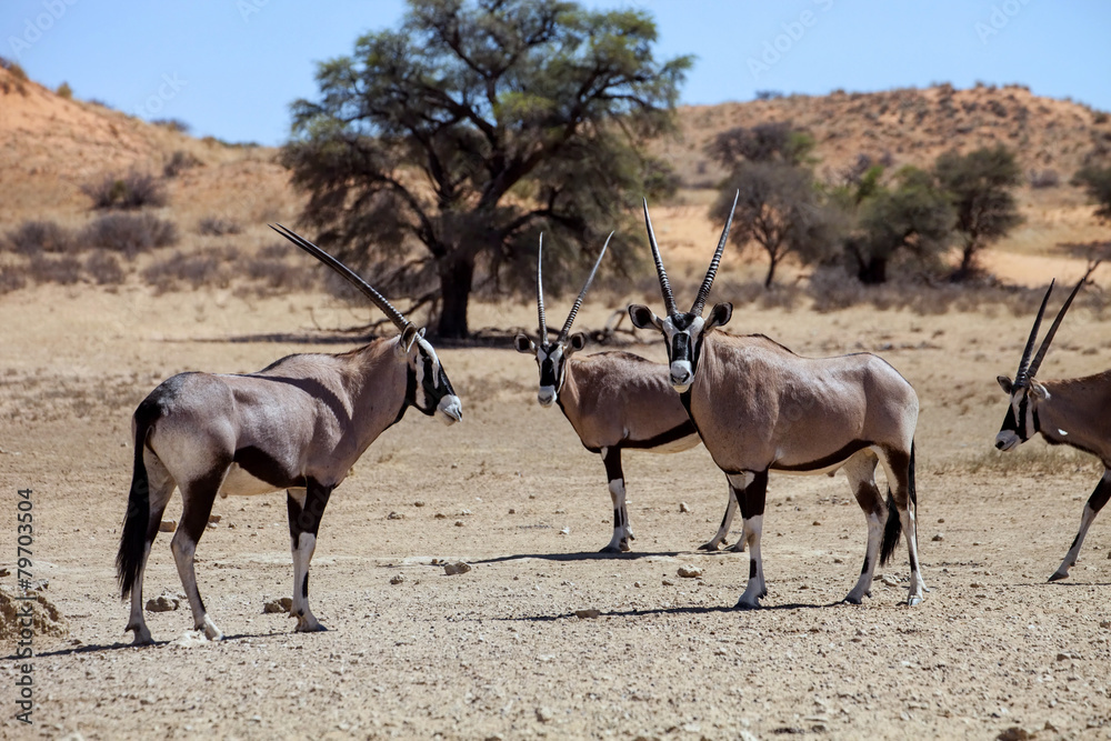 Fototapeta premium small herd of Gemsbok, Kalahari, South Africa