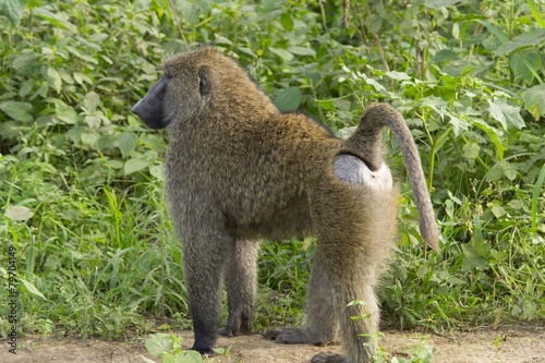 Baboon monkey