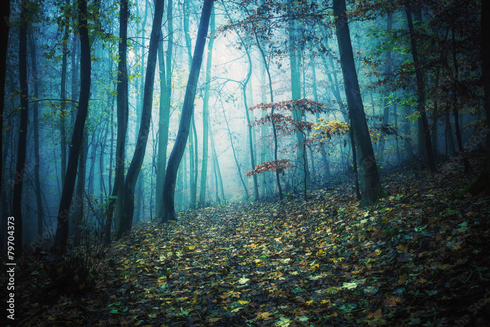Der geheime Weg durch den Nebelwald