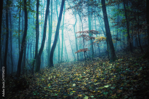 Der geheime Weg durch den Nebelwald