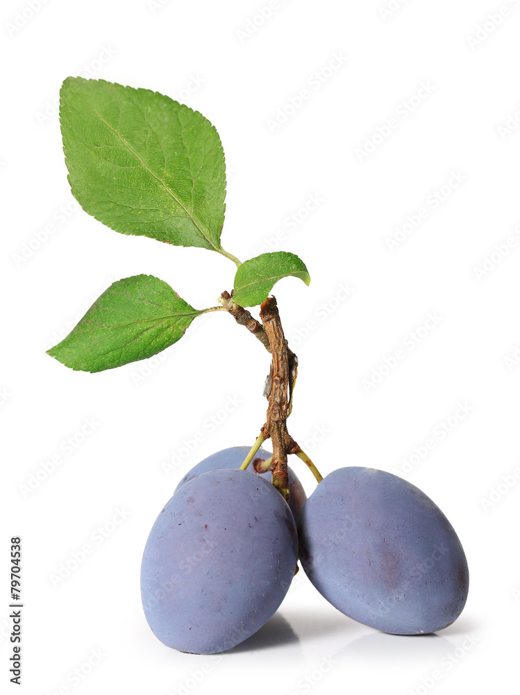 prune Stock Photo Adobe Stock prune Stock Photo Adobe Stock
