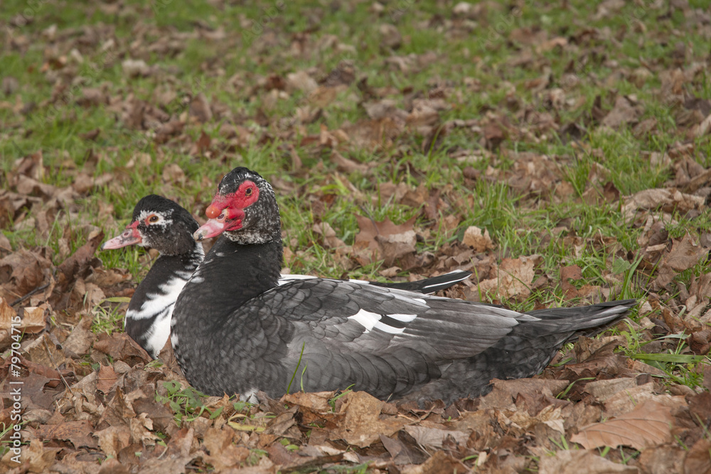 Muscovy duck Muscovy duck