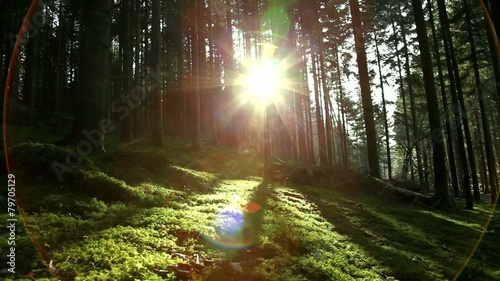 Mystic light forrest with mossy floors nature. photo