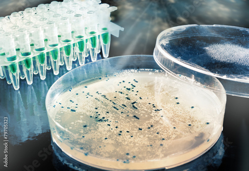 Picking up bacterial colonies from agar plate