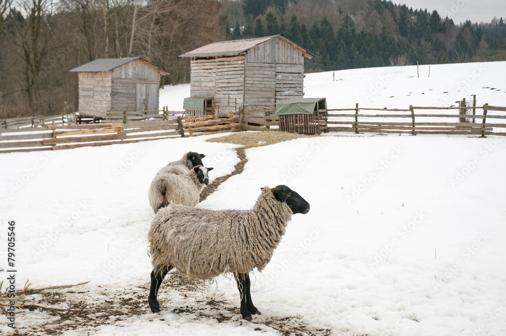 Naklejka premium Romanov sheep