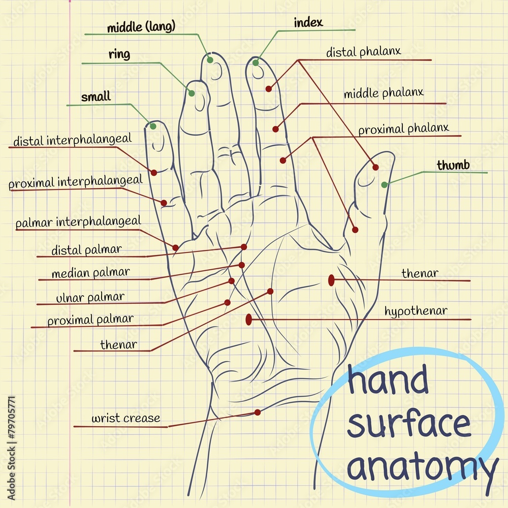 Hand Surface Anatomy