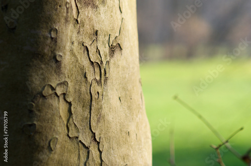 Tree bark close up