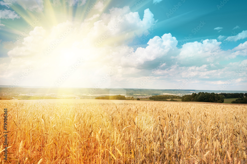 Naklejka premium Wheat field