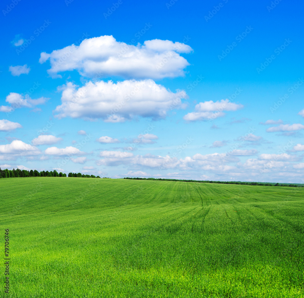 Obraz premium green field