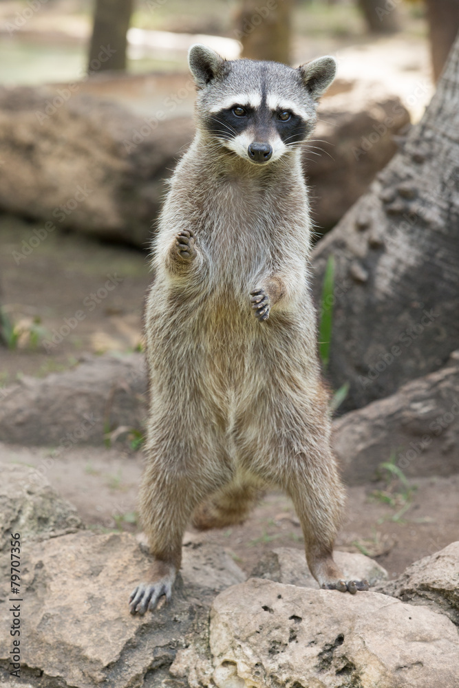 Fototapeta premium Raccoon