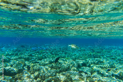 Podwodna panorama
