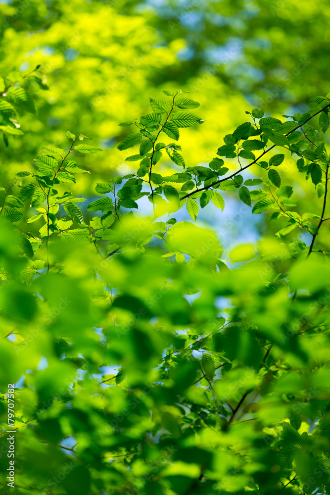 Obraz premium green leaves