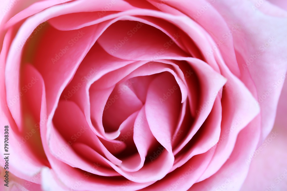 Beautiful pink rose close up Beautiful pink rose close up