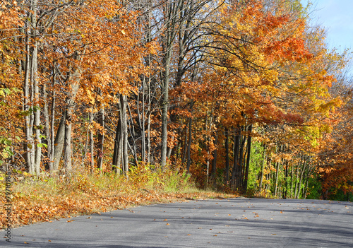Country road lined with tall trees with beautiful Autumn colors