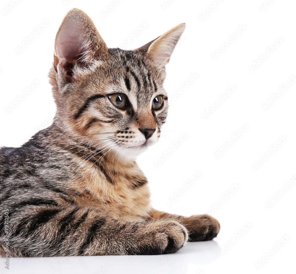Fototapeta premium Portrait of kitten isolated on white