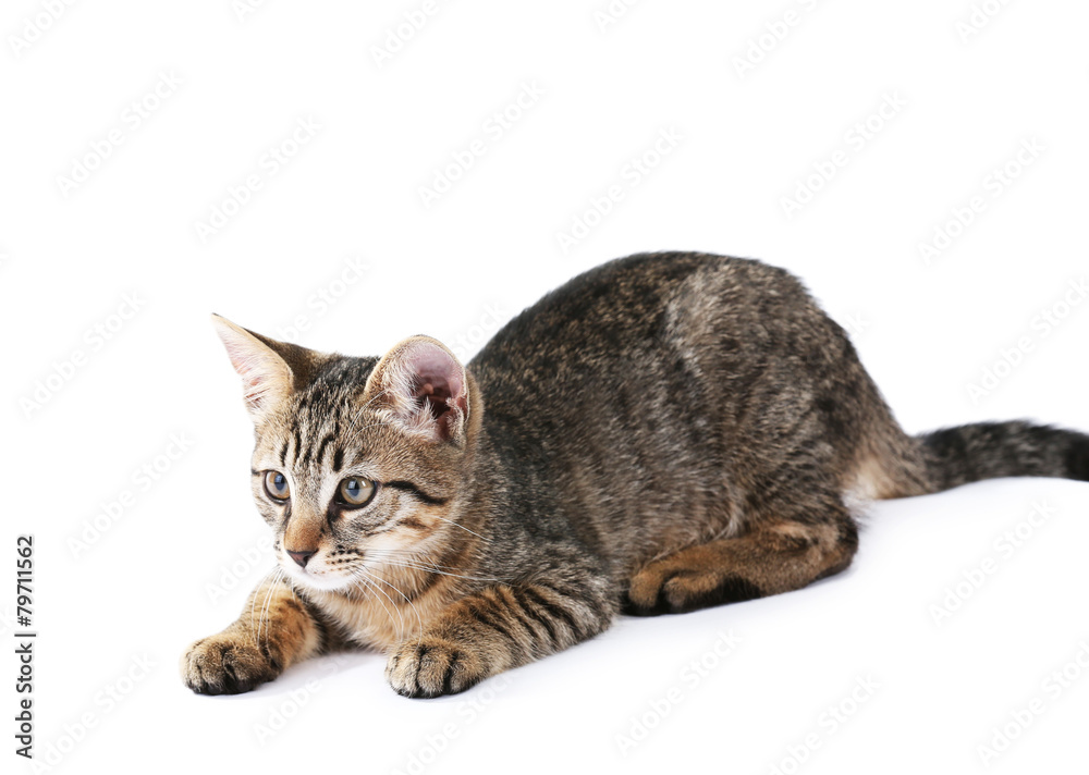 Fototapeta premium Cute kitten isolated on white