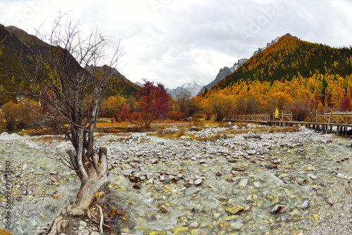 Meadow Chong Gu in Yading