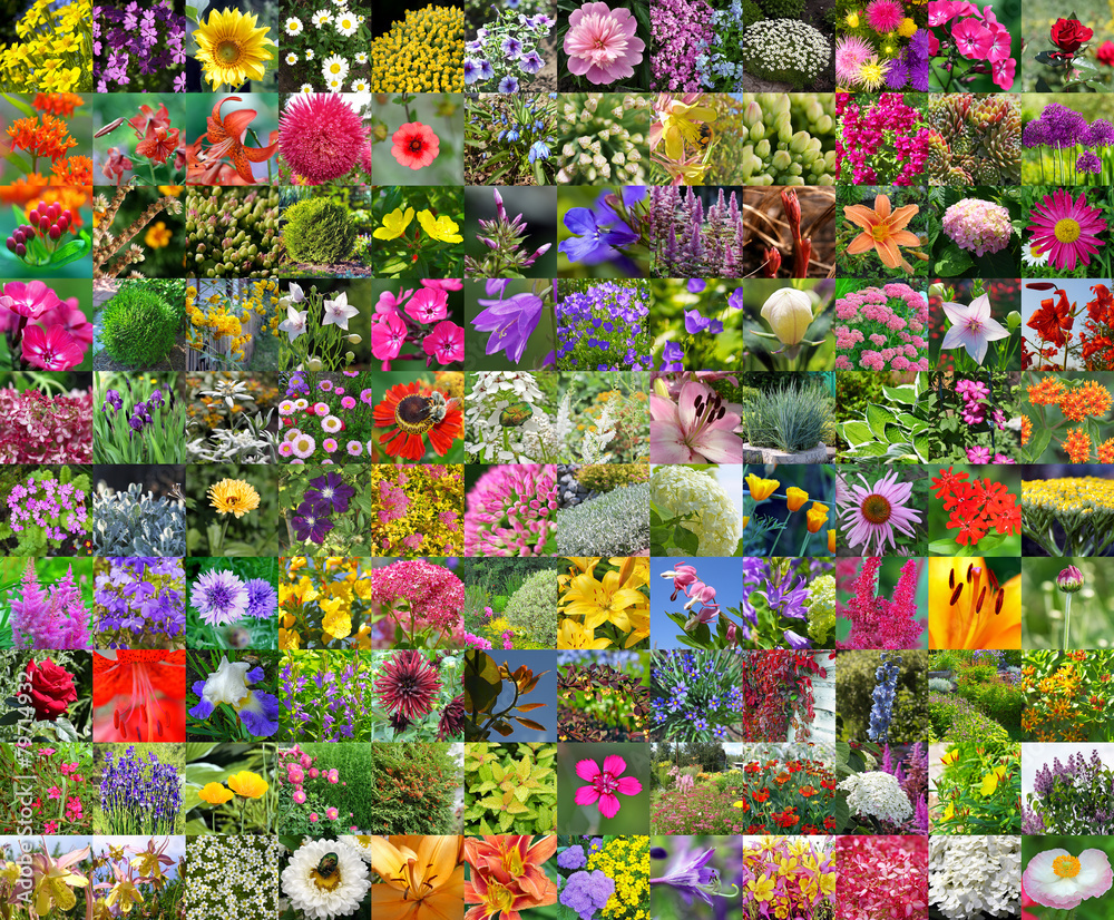 Декоративные садовые цветы. Коллаж Stock Photo | Adobe Stock