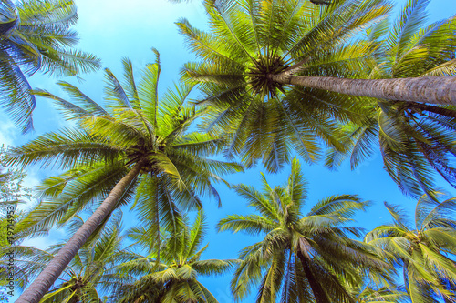 Palm treeі with sunny day. Thailand, Koh Samui island.