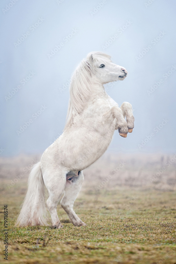 White shetland pony rearing up in the fog